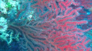 Corals