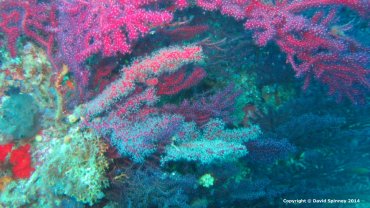 Corals
