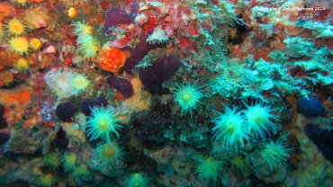 Corals