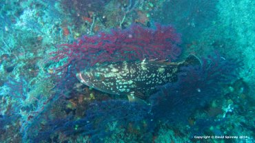 Grouper