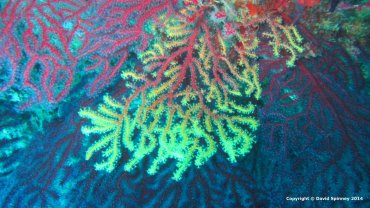 Corals