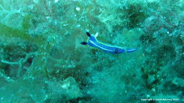 Flat Worm