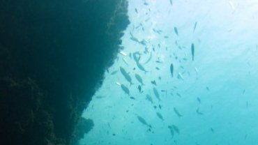 Shoal of fish