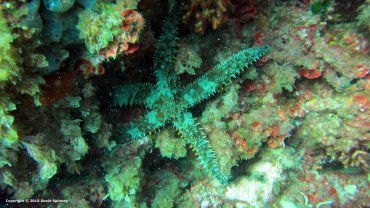 Starfish