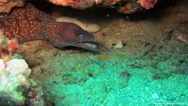 Moray Eel
