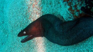 Black Moray