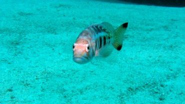 Grumpy Fish
