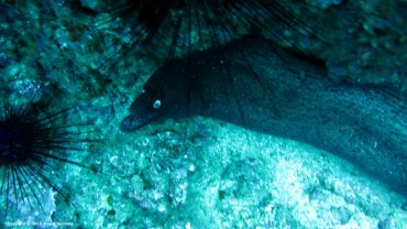 Black Moray