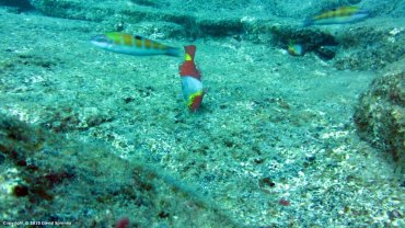 Female Parrot Fish