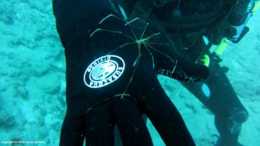 Arrow Crab