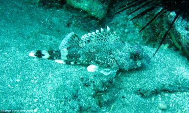 Scorpion Fish