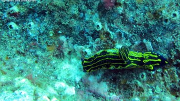 Nudibranch