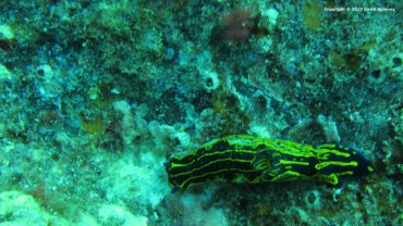 Nudibranch