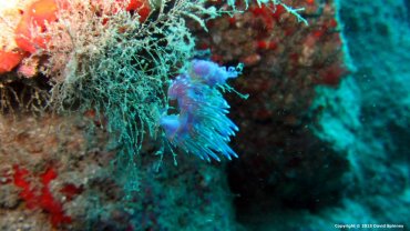 Pink Flabellina