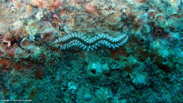 Fire Worm