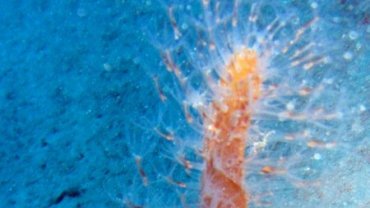 Feather Tube Worm