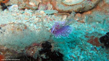Pink Flabellina