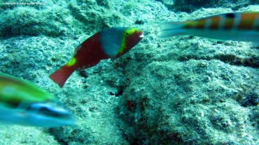 Female Parrot Fish