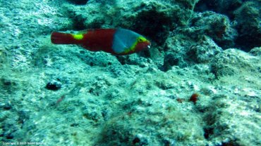 Female Parrot Fish