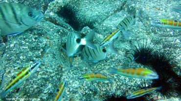Lotsa Fish
