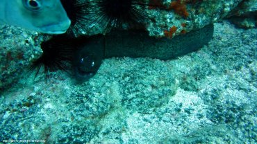 Moray Eel
