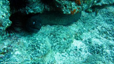 Moray Eel