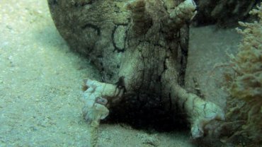 Sea Hare