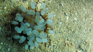 Anemone