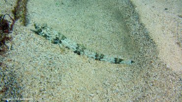 Lizzard Fish