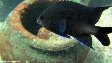Bob The Damsel Fish