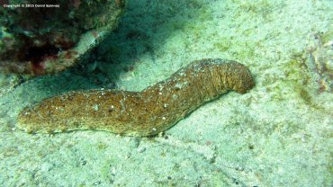 Sea Cucumber