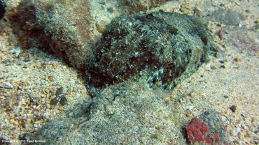 Cuttlefish