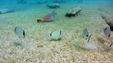 Female Parrot Fish