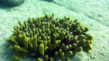 Yellow Sponge