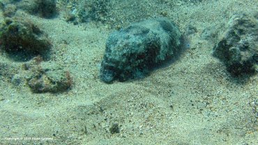 Cuttlefish