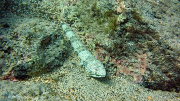 Lizzard Fish