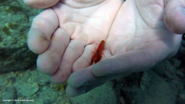 Cray Fish