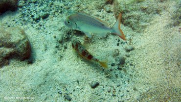 2 Fish