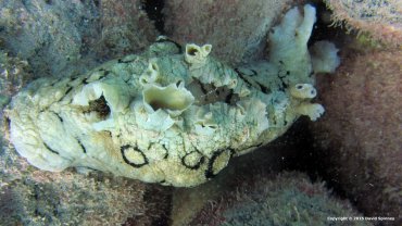 Sea Hare