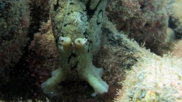 Sea Hare