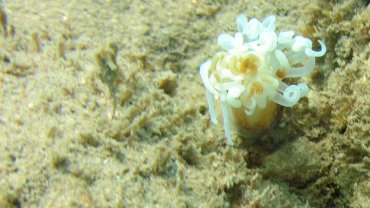 Anemone