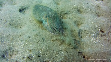 Cuttlefish