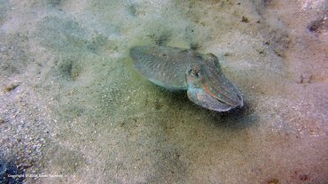 Cuttlefish