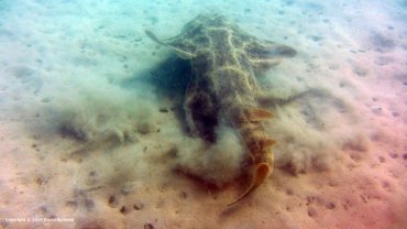 Angel Shark