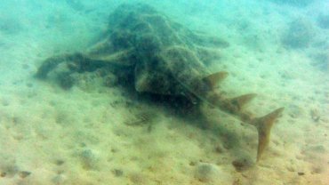 Angel Shark
