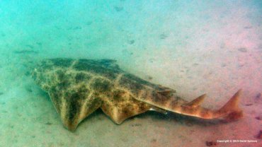 Angel Shark
