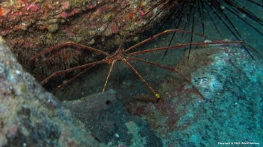 Arrow Crab