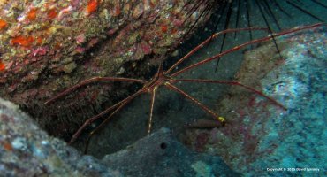Arrow Crab