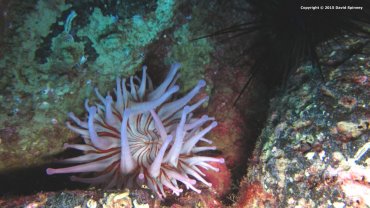 Anemone