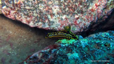 Nudibranch